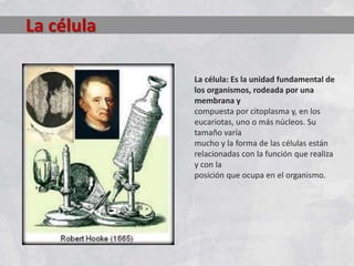 La célula
La célula: Es la unidad fundamental de
los organismos, rodeada por una
membrana y
compuesta por citoplasma y, en los
eucariotas, uno o más núcleos. Su
tamaño varía
mucho y la forma de las células están
relacionadas con la función que realiza
y con la
posición que ocupa en el organismo.
 