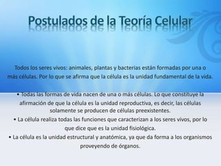 Todos los seres vivos: animales, plantas y bacterias están formadas por una o
más células. Por lo que se afirma que la célula es la unidad fundamental de la vida.
• Todas las formas de vida nacen de una o más células. Lo que constituye la
afirmación de que la célula es la unidad reproductiva, es decir, las células
solamente se producen de células preexistentes.
• La célula realiza todas las funciones que caracterizan a los seres vivos, por lo
que dice que es la unidad fisiológica.
• La célula es la unidad estructural y anatómica, ya que da forma a los organismos
proveyendo de órganos.
 