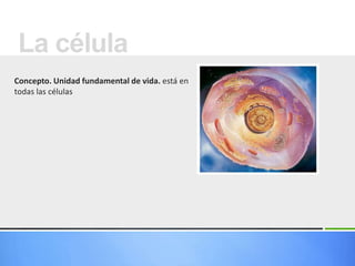 Concepto. Unidad fundamental de vida. está en
todas las células
La célula
 