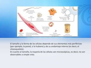 El tamaño y la forma de las células depende de sus elementos más periféricos
(por ejemplo, la pared, si la hubiere) y de su andamiaje interno (es decir, el
citoesqueleto).
En cuanto al tamaño, la mayoría de las células son microscópicas, es decir, no son
observables a simple vista.
 