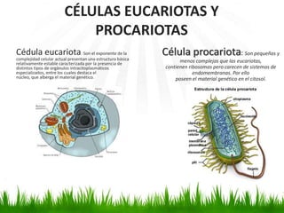 Cédula eucariota: Son el exponente de la
complejidad celular actual presentan una estructura básica
relativamente estable caracterizada por la presencia de
distintos tipos de orgánulos intracitoplasmáticos
especializados, entre los cuales destaca el
núcleo, que alberga el material genético.
Célula procariota: Son pequeñas y
menos complejas que las eucariotas,
contienen ribosomas pero carecen de sistemas de
endomembranas. Por ello
poseen el material genético en el citosol.
CÉLULAS EUCARIOTAS Y
PROCARIOTAS
 
