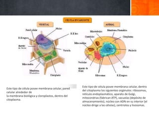 Este tipo de célula posee membrana celular, pared
celular alrededor de
la membrana biológica y cloroplastos, dentro del
citoplasma.
Este tipo de célula posee membrana celular, dentro
del citoplasma los siguientes orgánulos: ribosomas,
retículo endoplasmático, aparato de Golgi,
mitocondrias (fabrican ATP), vacuolas (depósito de
almacenamiento), núcleo con ADN en su interior (el
núcleo dirige a las células), centriolos y lisosomas.
 