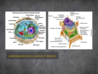 COMPARACIÓN CELULA ANIMAL Y VEGETAL
 