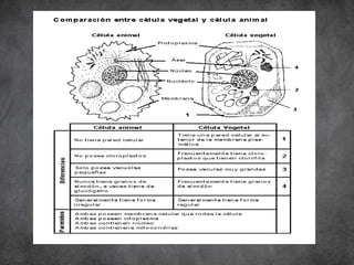 También son nuevos.
 
