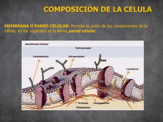 COMPOSICIÓN DE LA CELULA
MEMBRANA O PARED CELULAR: Permite la unión de los componentes de la
célula; en los vegetales se le llama pared celular.
 