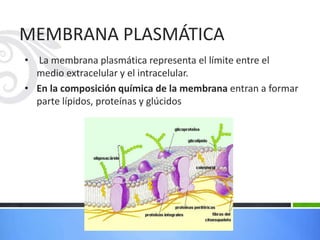 MEMBRANA PLASMÁTICA
• La membrana plasmática representa el límite entre el
medio extracelular y el intracelular.
• En la composición química de la membrana entran a formar
parte lípidos, proteínas y glúcidos
 