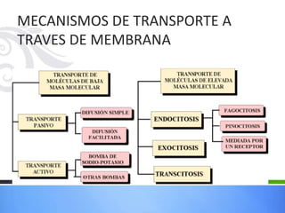 MECANISMOS DE TRANSPORTE A
TRAVES DE MEMBRANA
 
