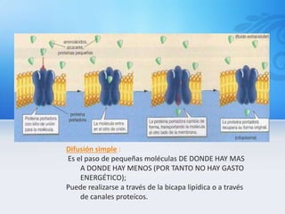Difusión simple :
Es el paso de pequeñas moléculas DE DONDE HAY MAS
A DONDE HAY MENOS (POR TANTO NO HAY GASTO
ENERGÉTICO);
Puede realizarse a través de la bicapa lipídica o a través
de canales proteícos.
 