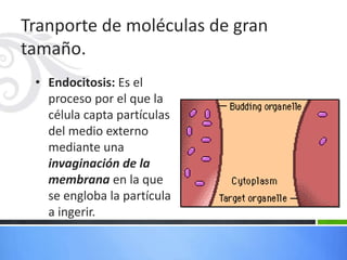 Tranporte de moléculas de gran
tamaño.
• Endocitosis: Es el
proceso por el que la
célula capta partículas
del medio externo
mediante una
invaginación de la
membrana en la que
se engloba la partícula
a ingerir.
 