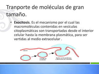 Tranporte de moléculas de gran
tamaño.
• Exocitosis. Es el mecanismo por el cual las
macromoléculas contenidas en vesículas
citoplasmáticas son transportadas desde el interior
celular hasta la membrana plasmática, para ser
vertidas al medio extracelular .
 
