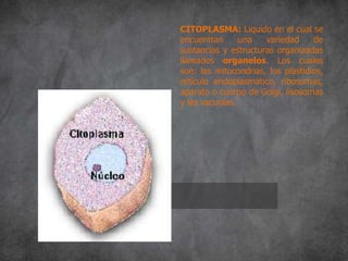 CITOPLASMA: Liquido en el cual se
encuentran una variedad de
sustancias y estructuras organizadas
llamados organelos. Los cuales
son: las mitocondrias, los plastidios,
retículo endoplasmatico, ribosomas,
aparato o cuerpo de Golgi, lisosomas
y las vacuolas.
 