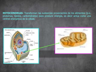 MITOCONDRIAS: Transforman las sustancias provenientes de los alimentos (p.e.
proteínas, lípidos, carbohidratos) para producir energía, es decir actúa como una
central energética de la célula.
MITOCONDRIA
 