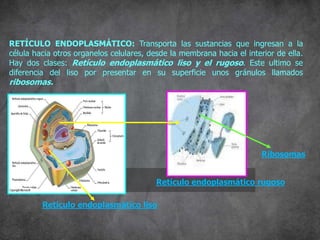 RETÍCULO ENDOPLASMÁTICO: Transporta las sustancias que ingresan a la
célula hacia otros organelos celulares, desde la membrana hacia el interior de ella.
Hay dos clases: Retículo endoplasmático liso y el rugoso. Este ultimo se
diferencia del liso por presentar en su superficie unos gránulos llamados
ribosomas.
Retículo endoplasmático liso
Retículo endoplasmático rugoso
Ribosomas
 