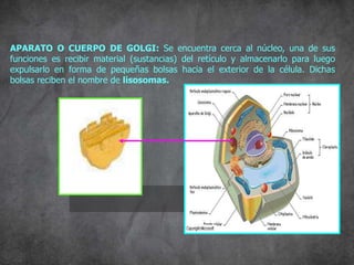 APARATO O CUERPO DE GOLGI: Se encuentra cerca al núcleo, una de sus
funciones es recibir material (sustancias) del retículo y almacenarlo para luego
expulsarlo en forma de pequeñas bolsas hacia el exterior de la célula. Dichas
bolsas reciben el nombre de lisosomas.
A. Golgi
 