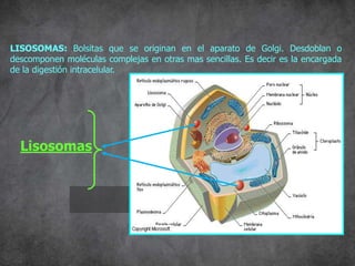 LISOSOMAS: Bolsitas que se originan en el aparato de Golgi. Desdoblan o
descomponen moléculas complejas en otras mas sencillas. Es decir es la encargada
de la digestión intracelular.
Lisosomas
 