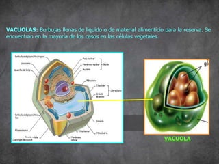 VACUOLAS: Burbujas llenas de liquido o de material alimenticio para la reserva. Se
encuentran en la mayoría de los casos en las células vegetales.
VACUOLA
 