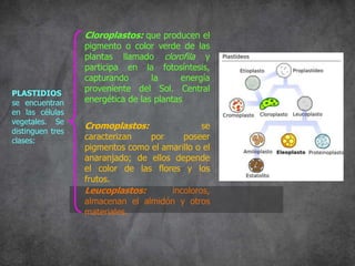 PLASTIDIOS
se encuentran
en las células
vegetales. Se
distinguen tres
clases:
Cloroplastos: que producen el
pigmento o color verde de las
plantas llamado clorofila y
participa en la fotosíntesis,
capturando la energía
proveniente del Sol. Central
energética de las plantas
Cromoplastos: se
caracterizan por poseer
pigmentos como el amarillo o el
anaranjado; de ellos depende
el color de las flores y los
frutos.
Leucoplastos: incoloros,
almacenan el almidón y otros
materiales.
 
