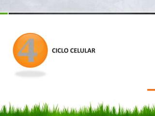 CICLO CELULAR
4
 