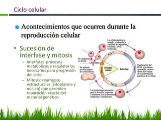 Ciclo celular
• Sucesión de
interfase y mitosis
– Interfase: procesos
metabólicos y regulatorios
necesarios para progresión
del ciclo
– Mitosis: rearreglos
estructurales (citoplasma y
núcleo) que permiten
repartición exacta del
material genético
 Acontecimientos que ocurren durante la
reproducción celular
 