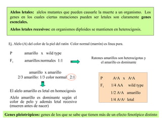 RESUMEN DE GENÉTICA | PPT