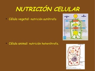 NUTRICIÓN CELULAR
●
    Célula vegetal: nutrición autótrofa




●
    Célula animal: nutrición heterótrofa.
 