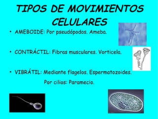 TIPOS DE MOVIMIENTOS
          CELULARES
●
    AMEBOIDE: Por pseudópodos. Ameba.


●
    CONTRÁCTIL: Fibras musculares. Vorticela.


●
    VIBRÁTIL: Mediante flagelos. Espermatozoides.
               Por cilios: Paramecio.
 