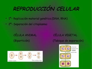 REPRODUCCIÓN CELULAR
●
    1º- Replicación material genético.(DNA, RNA)
●
    2º- Separación del citoplasma:


       CÉLULA ANIMAL                 CÉLULA VEGETAL
       (Bipartición)                 (Tabique de separación)
 