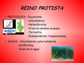 REINO PROTISTA
●
    PROTOZOOS: -Eucariotas
               -Unicelulares
               -Heterótrofos
               -Viven en medios acuosos
               -Terrestre
               -Endoparásitos: trypanosomas.
●
    ALGAS: -Unicelulares y pluricelulares.
          -Autótrofas.
          -Viven en el agua.
 