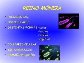 REINO MÓNERA
●
    PROCARIOTAS.
●
    UNICELULARES.
●
    DISTINTAS FORMAS:-cocos
                     -bacilos
                     -vibrios
                     -espirilos
●
    CON PARED CELULAR
●
    SIN ORGÁNULOS
●
    TAMAÑO PEQUEÑO
 