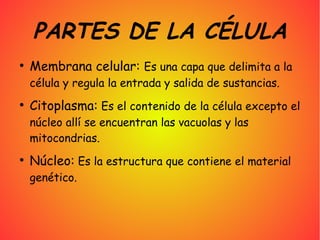 PARTES DE LA CÉLULA
●
    Membrana celular: Es una capa que delimita a la
    célula y regula la entrada y salida de sustancias.
●
    Citoplasma: Es el contenido de la célula excepto el
    núcleo allí se encuentran las vacuolas y las
    mitocondrias.
●
    Núcleo: Es la estructura que contiene el material
    genético.
 