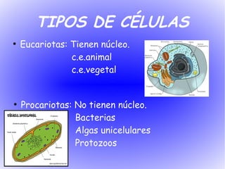 TIPOS DE CÉLULAS
●
    Eucariotas: Tienen núcleo.
                c.e.animal
                c.e.vegetal


●
    Procariotas: No tienen núcleo.
                 Bacterias
                 Algas unicelulares
                 Protozoos
 