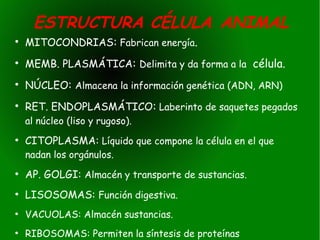 ESTRUCTURA CÉLULA ANIMAL
●
    MITOCONDRIAS: Fabrican energía.
●
    MEMB. PLASMÁTICA: Delimita y da forma a la célula.
●
    NÚCLEO: Almacena la información genética (ADN, ARN)
●
    RET. ENDOPLASMÁTICO: Laberinto de saquetes pegados
    al núcleo (liso y rugoso).
●
    CITOPLASMA: Líquido que compone la célula en el que
    nadan los orgánulos.
●
    AP. GOLGI: Almacén y transporte de sustancias.
●
    LISOSOMAS: Función digestiva.
●
    VACUOLAS: Almacén sustancias.
●
    RIBOSOMAS: Permiten la síntesis de proteínas
 