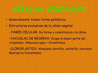 CÉLULAS VEGETALES
●
    Generalmente tienen forma poliédrica.
●
    Estructuras exclusivas de la célula vegetal:

    - PARED CELULAR: Da forma y consistencia a la célula.
    -VACUOLAS DE RESERVA: Ocupa la mayor parte del
    citoplasma. Almacena agua = fotosíntesis.

    -CLOROPLASTOS: Almacena clorofila, xantofila, caroteno.
    Realizan la fotosíntesis.
 