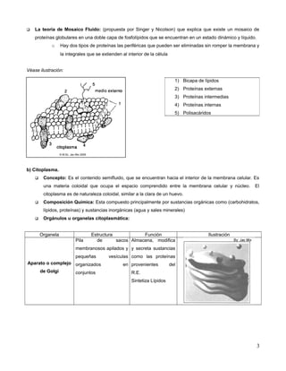 La teoría de Mosaico Fluido: (propuesta por Singer y Nicolson) que explica que existe un mosaico de
proteínas globulares en una doble capa de fosfolípidos que se encuentran en un estado dinámico y líquido.
o Hay dos tipos de proteínas las periféricas que pueden ser eliminadas sin romper la membrana y
la integrales que se extienden al interior de la célula
Véase ilustración:
© M.Sc. Jac Mix 2009
b) Citoplasma.
 Concepto: Es el contenido semifluido, que se encuentran hacia el interior de la membrana celular. Es
una materia coloidal que ocupa el espacio comprendido entre la membrana celular y núcleo. El
citoplasma es de naturaleza coloidal, similar a la clara de un huevo.
 Composición Química: Esta compuesto principalmente por sustancias orgánicas como (carbohidratos,
lípidos, proteínas) y sustancias inorgánicas (agua y sales minerales)
 Orgánulos u organelas citoplasmática:
Organela Estructura Función Ilustración
Aparato o complejo
de Golgí
Pila de sacos
membranosos apilados y
pequeñas vesículas
organizados en
conjuntos
Almacena, modifica
y secreta sustancias
como las proteínas
provenientes del
R.E.
Sintetiza Lípidos
1) Bicapa de lípidos
2) Proteínas externas
3) Proteínas intermedias
4) Proteínas internas
5) Polisacáridos
3
 