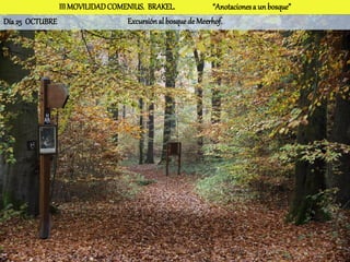 III MOVILIDAD COMENIUS. BRAKEL.              “Anotaciones a un bosque”
Día 25 OCTUBRE                   Excursión al bosque de Meerhof.
 