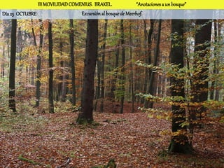 III MOVILIDAD COMENIUS. BRAKEL.              “Anotaciones a un bosque”
Día 25 OCTUBRE                   Excursión al bosque de Meerhof.
 