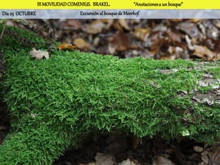III MOVILIDAD COMENIUS. BRAKEL.              “Anotaciones a un bosque”
Día 25 OCTUBRE                   Excursión al bosque de Meerhof.
 
