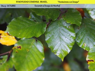 III MOVILIDAD COMENIUS. BRAKEL.              “Anotaciones a un bosque”
Día 25 OCTUBRE                   Excursión al bosque de Meerhof.
 