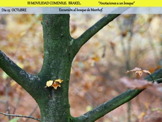 III MOVILIDAD COMENIUS. BRAKEL.              “Anotaciones a un bosque”
Día 25 OCTUBRE                   Excursión al bosque de Meerhof.
 
