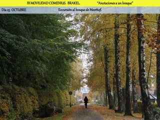 III MOVILIDAD COMENIUS. BRAKEL.              “Anotaciones a un bosque”
Día 25 OCTUBRE                   Excursión al bosque de Meerhof.
 