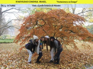 III MOVILIDAD COMENIUS. BRAKEL.                 “Anotaciones a un bosque”
Día 24 OCTUBRE                  Visita al jardín botánico de Münster.
 