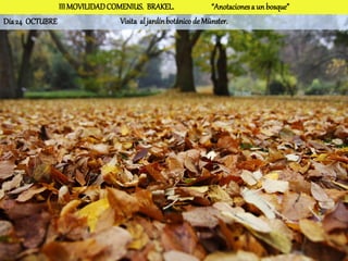III MOVILIDAD COMENIUS. BRAKEL.                 “Anotaciones a un bosque”
Día 24 OCTUBRE                  Visita al jardín botánico de Münster.
 