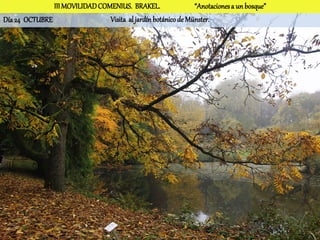 III MOVILIDAD COMENIUS. BRAKEL.                 “Anotaciones a un bosque”
Día 24 OCTUBRE                  Visita al jardín botánico de Münster.
 
