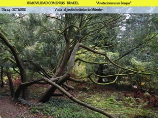 III MOVILIDAD COMENIUS. BRAKEL.                 “Anotaciones a un bosque”
Día 24 OCTUBRE                  Visita al jardín botánico de Münster.
 