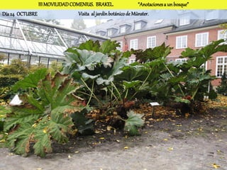 III MOVILIDAD COMENIUS. BRAKEL.                 “Anotaciones a un bosque”
Día 24 OCTUBRE                  Visita al jardín botánico de Münster.
 