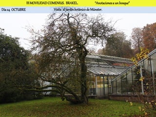 III MOVILIDAD COMENIUS. BRAKEL.                 “Anotaciones a un bosque”
Día 24 OCTUBRE                  Visita al jardín botánico de Münster.
 