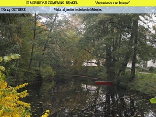 III MOVILIDAD COMENIUS. BRAKEL.                 “Anotaciones a un bosque”
Día 24 OCTUBRE                  Visita al jardín botánico de Münster.
 