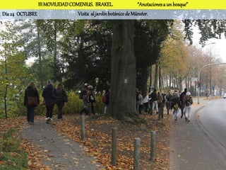 III MOVILIDAD COMENIUS. BRAKEL.                 “Anotaciones a un bosque”
Día 24 OCTUBRE                  Visita al jardín botánico de Münster.
 