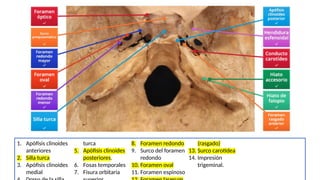 Formane Rasgado Resumen de huesos del craneo en anatomia .pptx