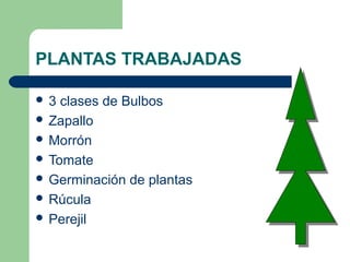 PLANTAS TRABAJADAS
 3 clases de Bulbos
 Zapallo
 Morrón
 Tomate
 Germinación de plantas
 Rúcula
 Perejil
 